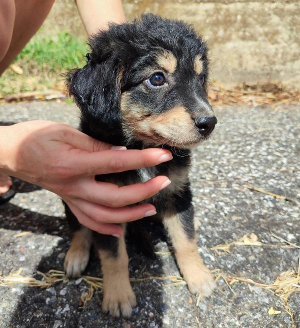 Rey, Cucciolino Di 2 Mesi Cerca Casa! 